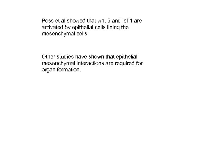 Poss et al showed that wnt 5 and lef 1 are activated by epithelial