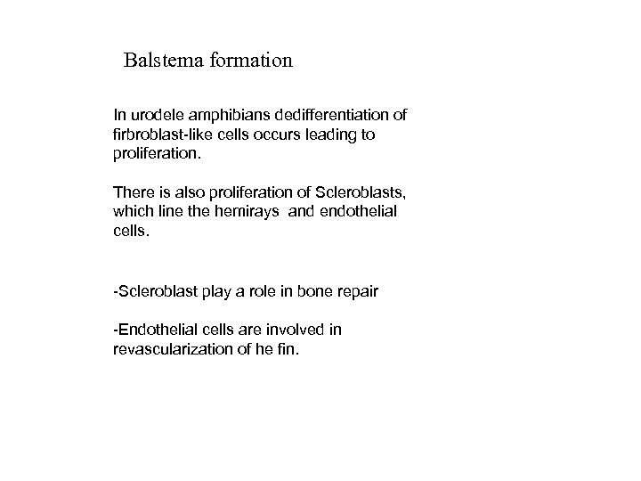 Balstema formation In urodele amphibians dedifferentiation of firbroblast-like cells occurs leading to proliferation. There