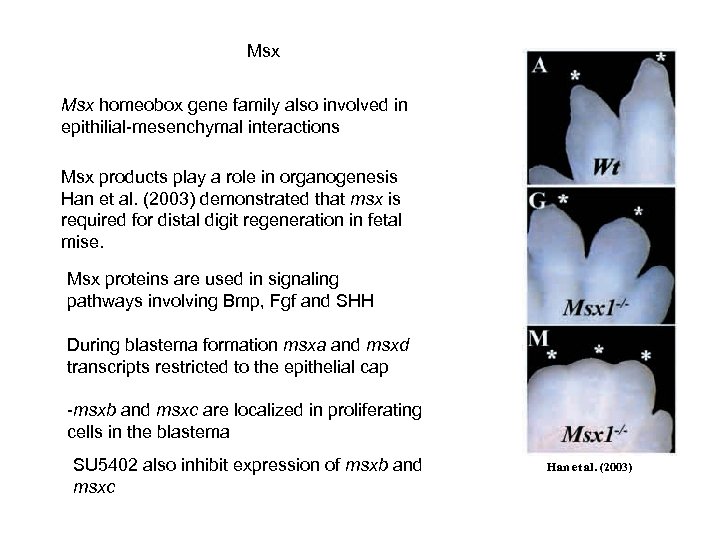 Msx homeobox gene family also involved in epithilial-mesenchymal interactions Msx products play a role