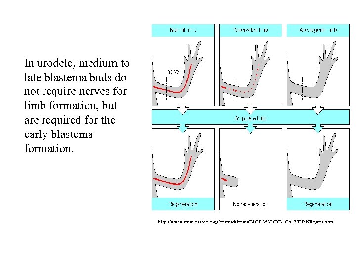 In urodele, medium to late blastema buds do not require nerves for limb formation,