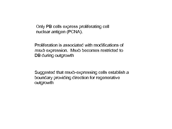 Only PB cells express proliferating cell nuclear antigen (PCNA). Proliferation is associated with modifications