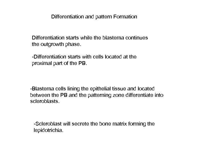 Differentiation and pattern Formation Differentiation starts while the blastema continues the outgrowth phase. -Differentiation