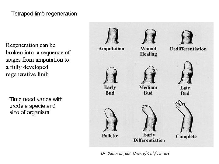 Tetrapod limb regeneration Regeneration can be broken into a sequence of stages from amputation