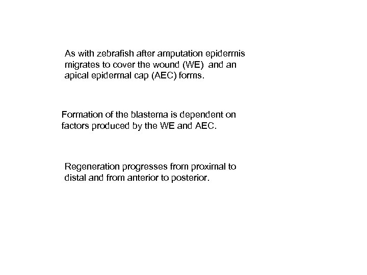 As with zebrafish after amputation epidermis migrates to cover the wound (WE) and an