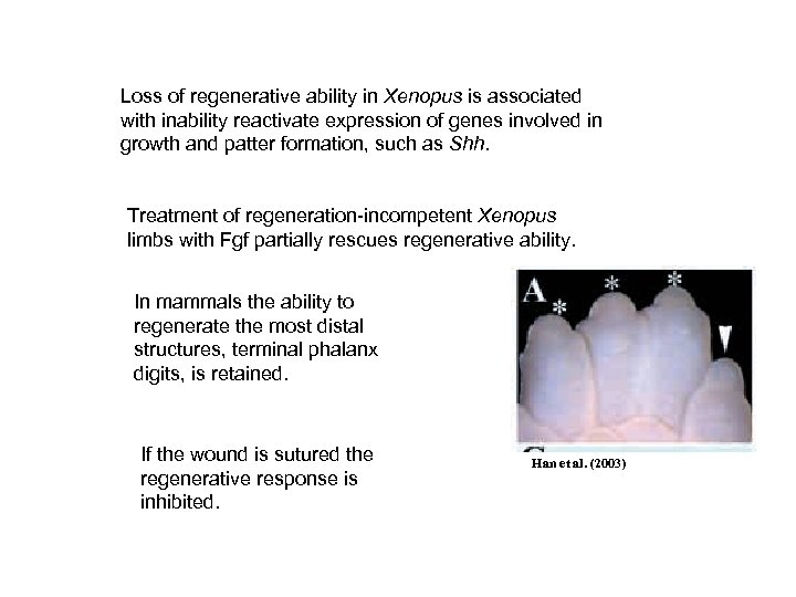 Loss of regenerative ability in Xenopus is associated with inability reactivate expression of genes
