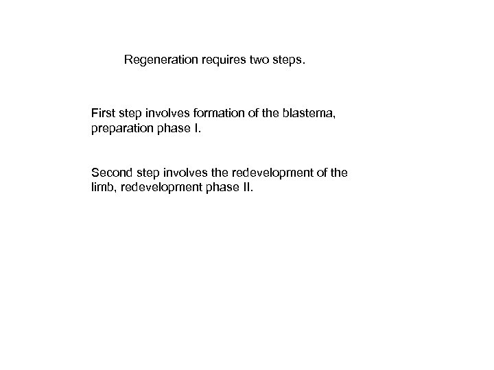 Regeneration requires two steps. First step involves formation of the blastema, preparation phase I.