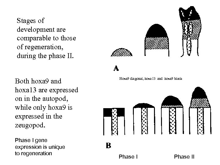 Stages of development are comparable to those of regeneration, during the phase II. Both
