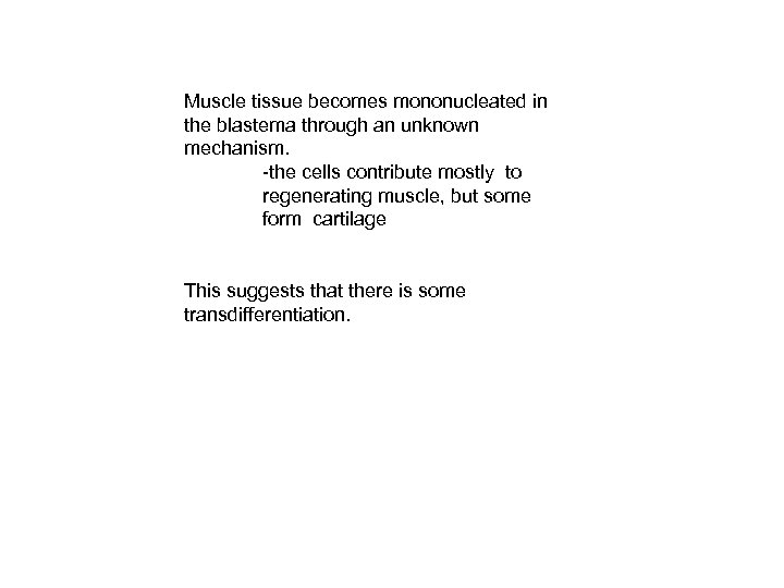 Muscle tissue becomes mononucleated in the blastema through an unknown mechanism. -the cells contribute