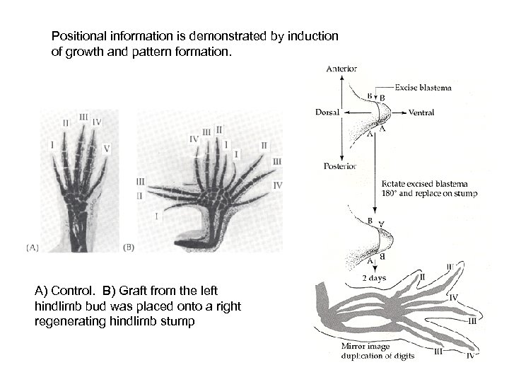 Positional information is demonstrated by induction of growth and pattern formation. A) Control. B)