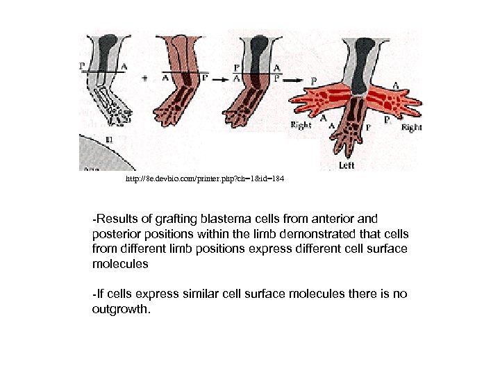 http: //8 e. devbio. com/printer. php? ch=1&id=184 -Results of grafting blastema cells from anterior
