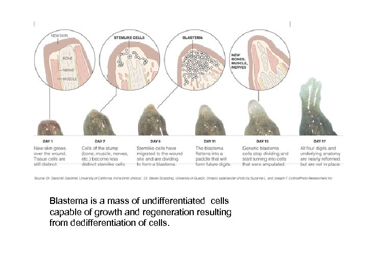 Blastema is a mass of undifferentiated cells capable of growth and regeneration resulting from