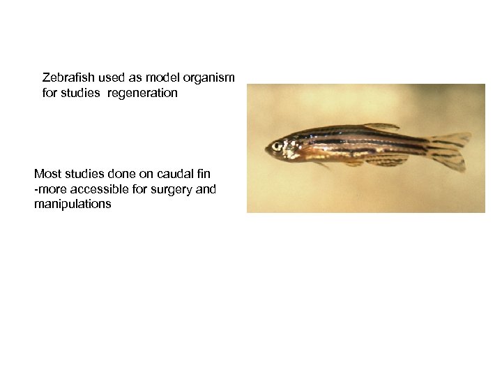 Zebrafish used as model organism for studies regeneration Most studies done on caudal fin