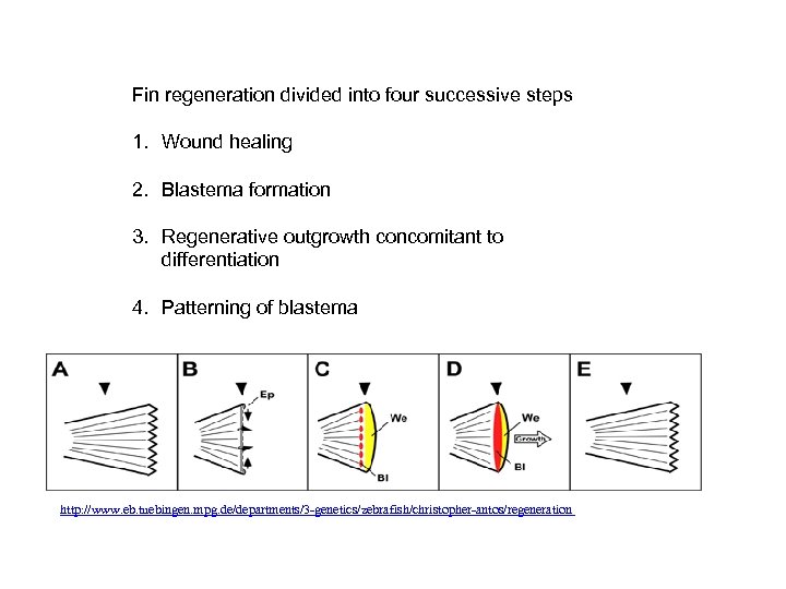 Fin regeneration divided into four successive steps 1. Wound healing 2. Blastema formation 3.