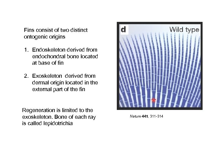 Fins consist of two distinct ontogenic origins 1. Endoskeleton derived from endochondral bone located