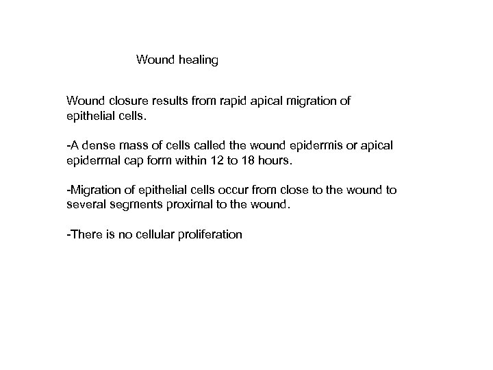 Wound healing Wound closure results from rapid apical migration of epithelial cells. -A dense