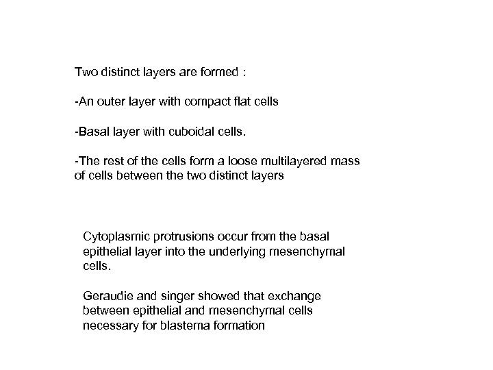 Two distinct layers are formed : -An outer layer with compact flat cells -Basal