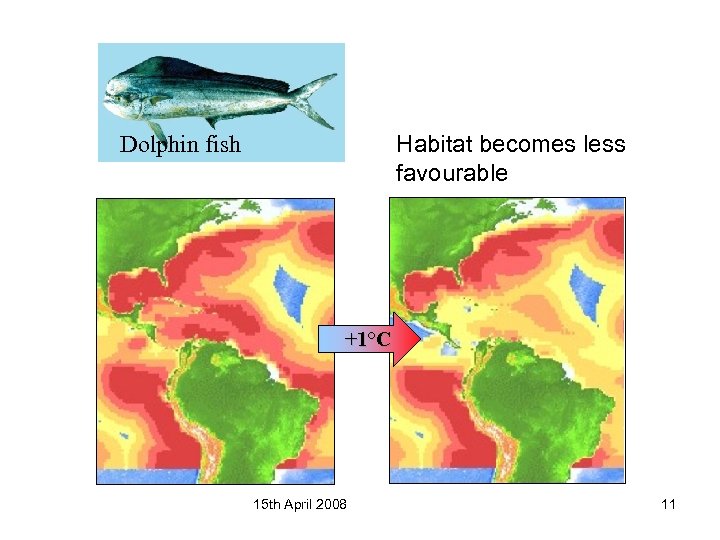 Habitat becomes less favourable Dolphin fish +1°C 15 th April 2008 11 
