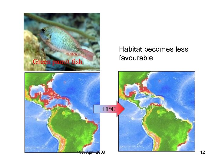Habitat becomes less favourable Green parrot fish +1°C 15 th April 2008 12 