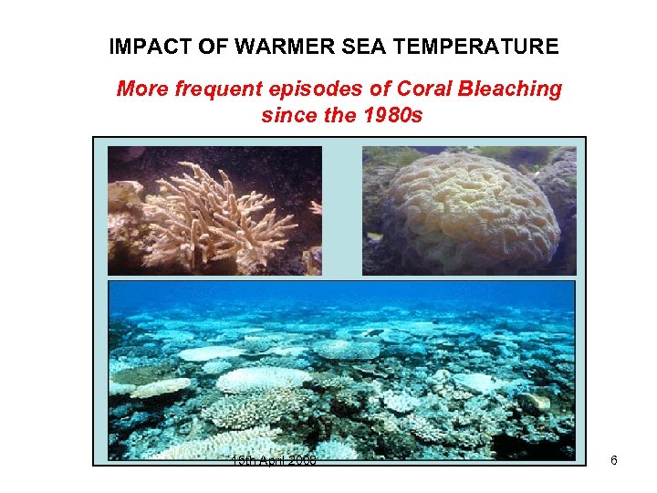 IMPACT OF WARMER SEA TEMPERATURE More frequent episodes of Coral Bleaching since the 1980