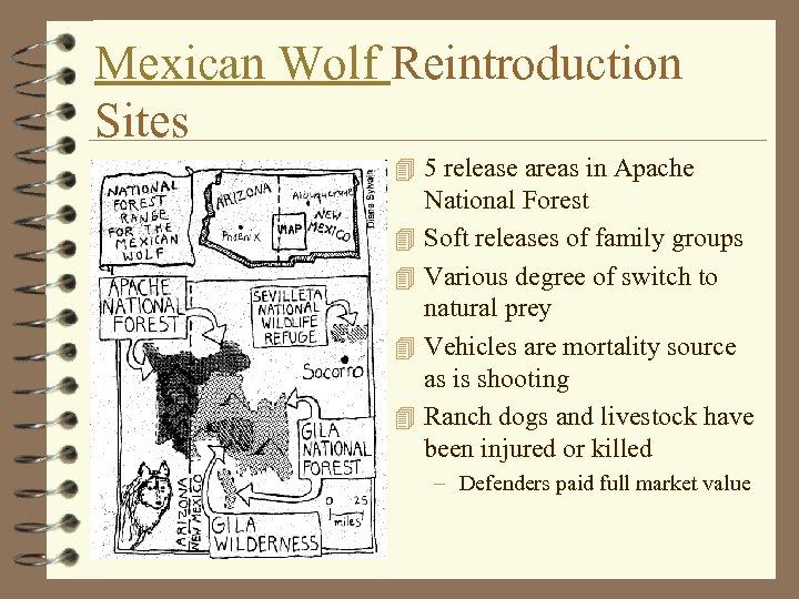 Mexican Wolf Reintroduction Sites 4 5 release areas in Apache 4 4 National Forest