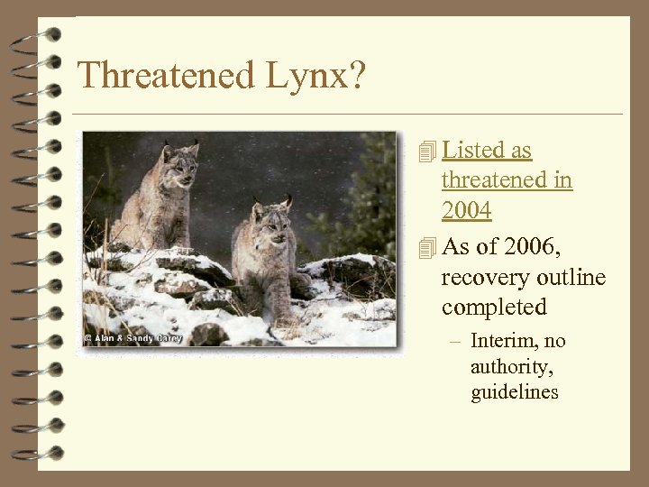Threatened Lynx? 4 Listed as threatened in 2004 4 As of 2006, recovery outline