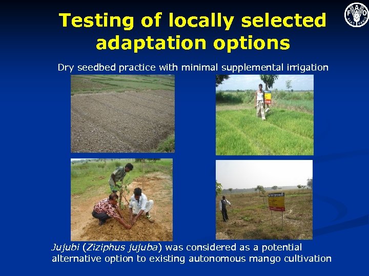 Testing of locally selected adaptation options Dry seedbed practice with minimal supplemental irrigation Jujubi