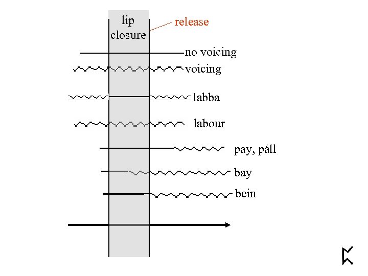 lip closure release no voicing labba labour pay, páll bay bein 