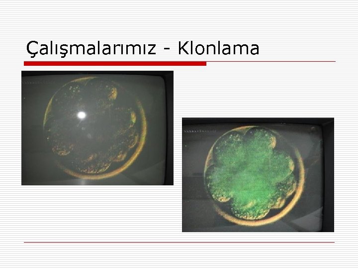 Çalışmalarımız - Klonlama 