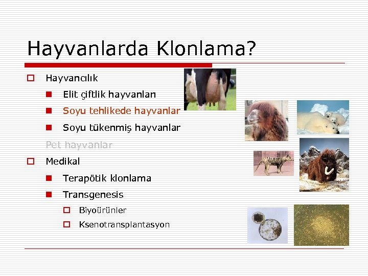 Hayvanlarda Klonlama? Hayvancılık Elit çiftlik hayvanları Soyu tehlikede hayvanlar Soyu tükenmiş hayvanlar Pet hayvanlar