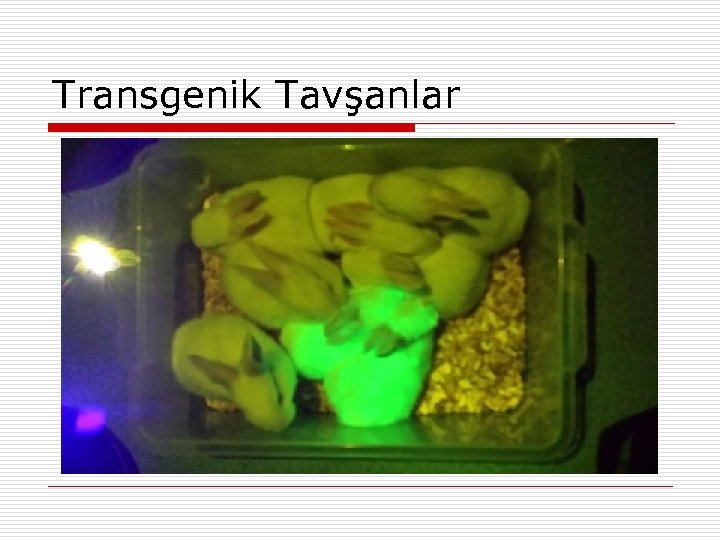 Transgenik Tavşanlar 