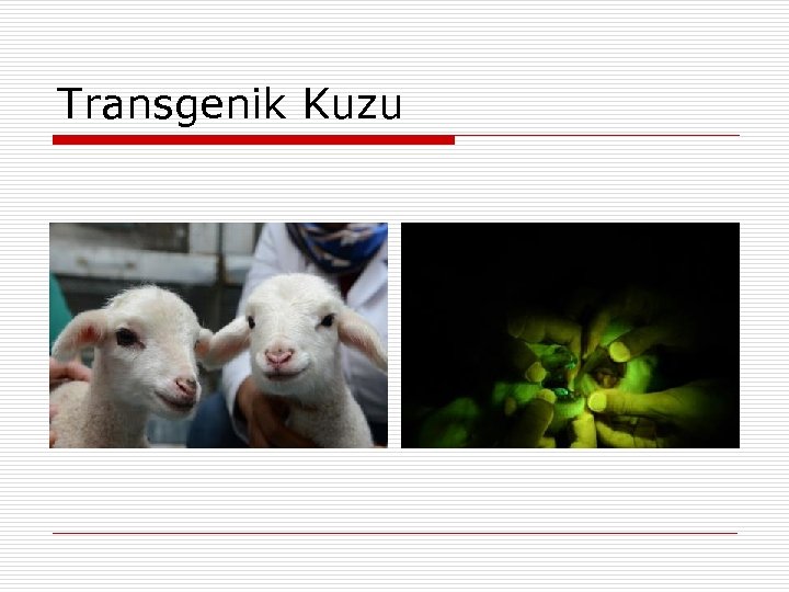Transgenik Kuzu 