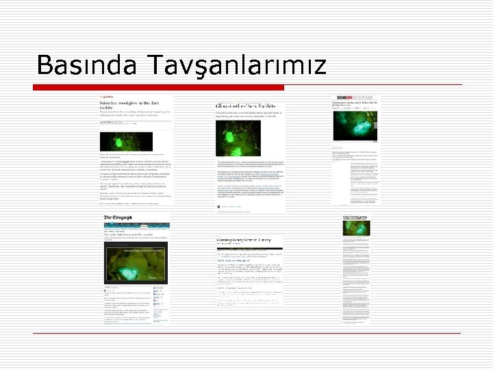 Basında Tavşanlarımız 