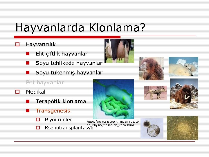 Hayvanlarda Klonlama? Hayvancılık Elit çiftlik hayvanları Soyu tehlikede hayvanlar Soyu tükenmiş hayvanlar Pet hayvanlar