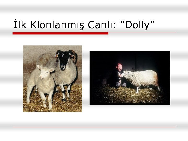İlk Klonlanmış Canlı: “Dolly” 
