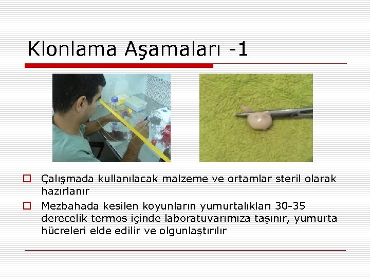 Klonlama Aşamaları -1 Çalışmada kullanılacak malzeme ve ortamlar steril olarak hazırlanır Mezbahada kesilen koyunların