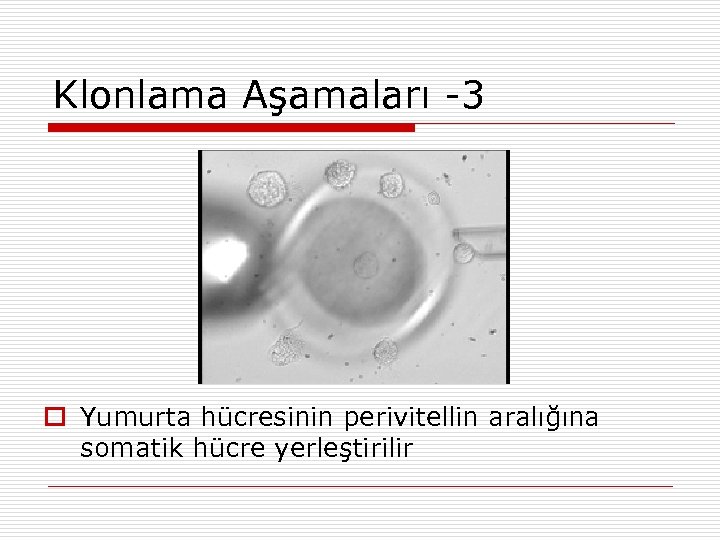 Klonlama Aşamaları -3 Yumurta hücresinin perivitellin aralığına somatik hücre yerleştirilir 