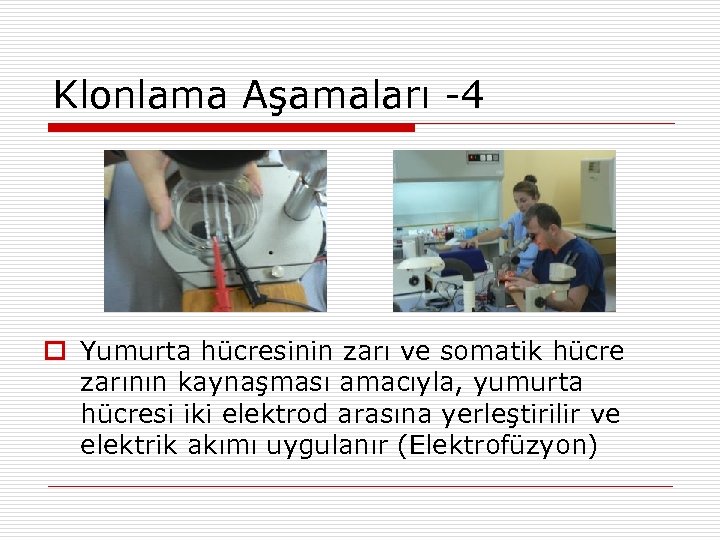 Klonlama Aşamaları -4 Yumurta hücresinin zarı ve somatik hücre zarının kaynaşması amacıyla, yumurta hücresi