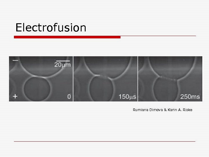 Electrofusion Rumiana Dimova & Karin A. Riske 