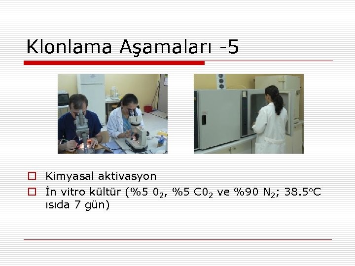 Klonlama Aşamaları -5 Kimyasal aktivasyon İn vitro kültür (%5 02, %5 C 02 ve