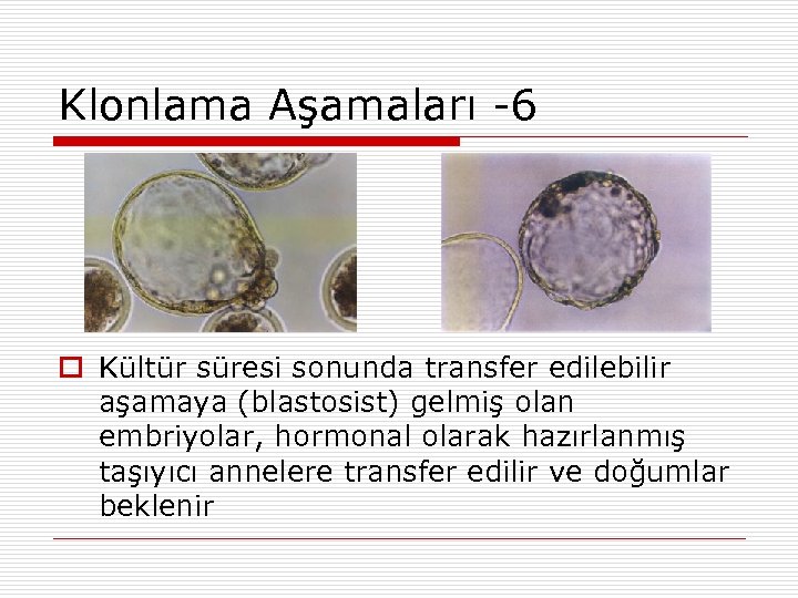 Klonlama Aşamaları -6 Kültür süresi sonunda transfer edilebilir aşamaya (blastosist) gelmiş olan embriyolar, hormonal