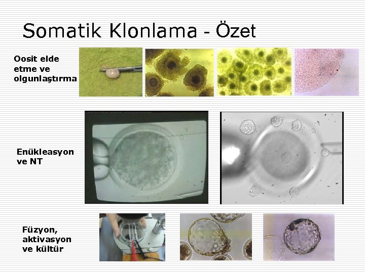 Somatik Klonlama - Özet Oosit elde etme ve olgunlaştırma Enükleasyon ve NT Füzyon, aktivasyon
