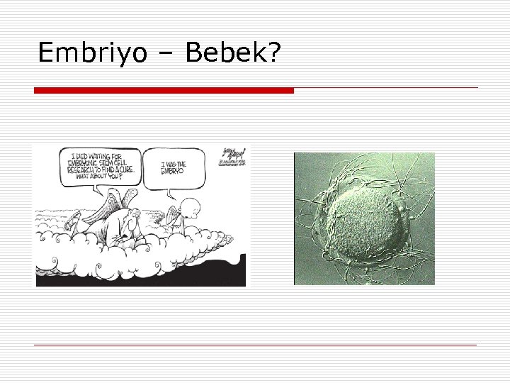 Embriyo – Bebek? 