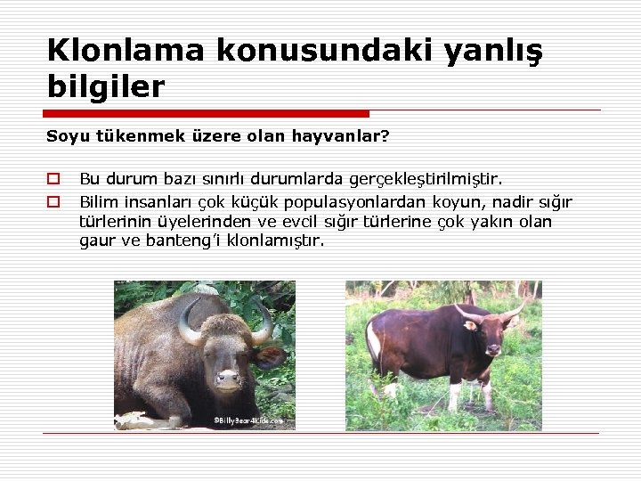 Klonlama konusundaki yanlış bilgiler Soyu tükenmek üzere olan hayvanlar? Bu durum bazı sınırlı durumlarda