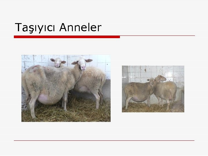 Taşıyıcı Anneler 