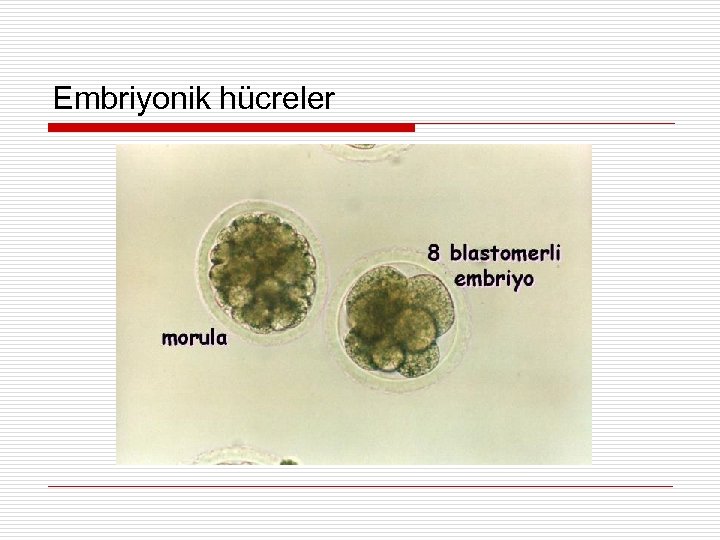 Embriyonik hücreler 