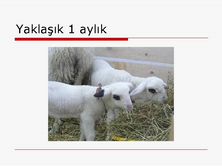 Yaklaşık 1 aylık 