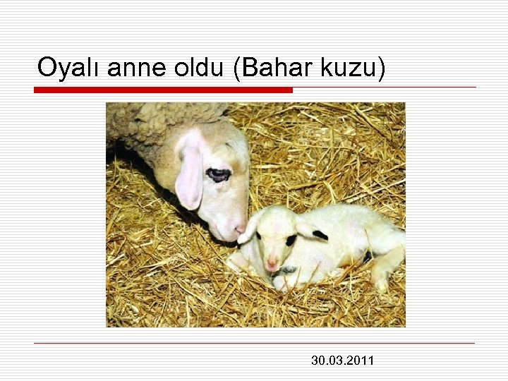 Oyalı anne oldu (Bahar kuzu) 30. 03. 2011 