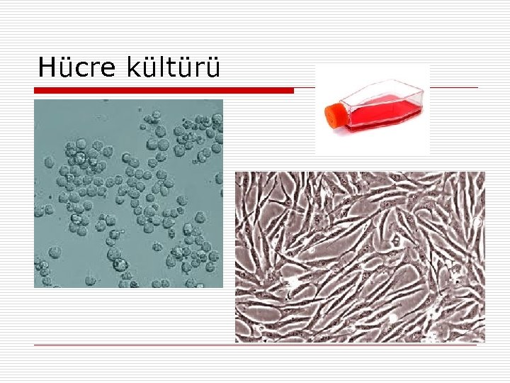 Hücre kültürü 