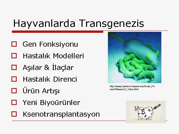 Hayvanlarda Transgenezis Gen Fonksiyonu Hastalık Modelleri Aşılar & İlaçlar Hastalık Direnci Ürün Artışı Yeni