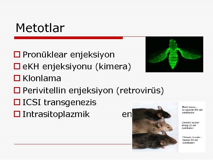 Metotlar Pronüklear enjeksiyon e. KH enjeksiyonu (kimera) Klonlama Perivitellin enjeksiyon (retrovirüs) ICSI transgenezis Intrasitoplazmik